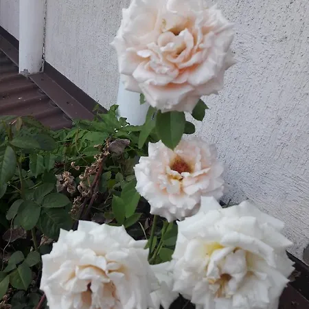 Cozy Near Arcadia Guest house Odesa